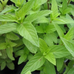 Menthe