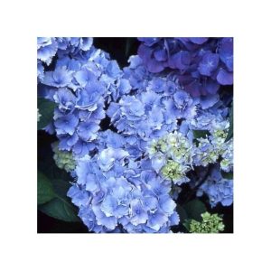 Hortensia