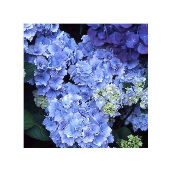 Hortensia