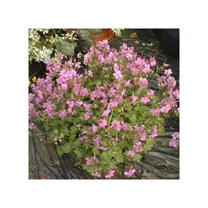 Geranium