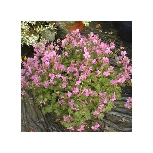 Geranium