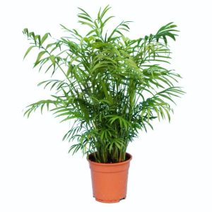 Palmier nain Chamaedorea elegans