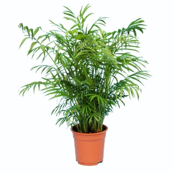 Palmier nain Chamaedorea elegans