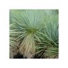 Yucca rostrata