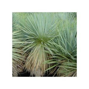 Yucca rostrata