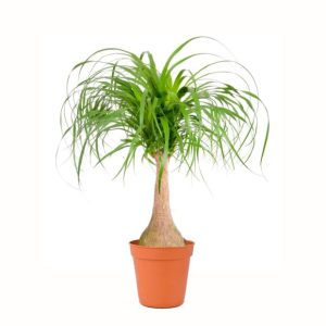 Pied d'éléphant Beaucarnea