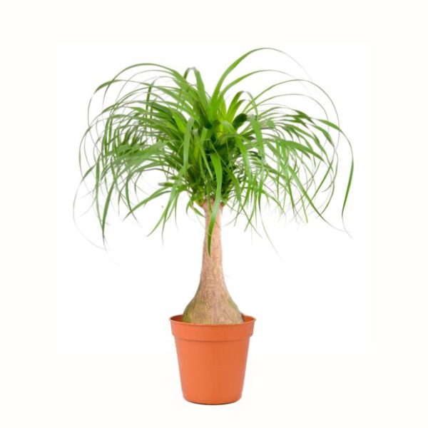 Pied d'éléphant Beaucarnea