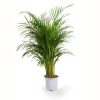 Palmier Areca - Dypsis Lutescens (H.140cm)