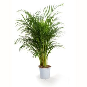 Palmier Areca - Dypsis Lutescens (H.140cm)