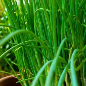 Ciboulette bio