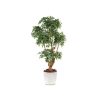 Ficus Natasja 5 têtes H170cm (tronc naturel, feuillage artificiel) pot elho blanc