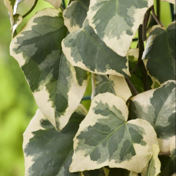Lierre de Colchide 'Dentata Variegata'