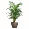 Areca en pot taupe Lechuza (H.160cm)