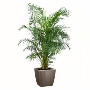 Areca en pot taupe Lechuza (H.160cm)