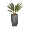 Cycas en pot anthracite Lechuza (H.45cm)