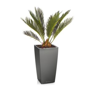 Cycas en pot anthracite Lechuza (H.45cm)