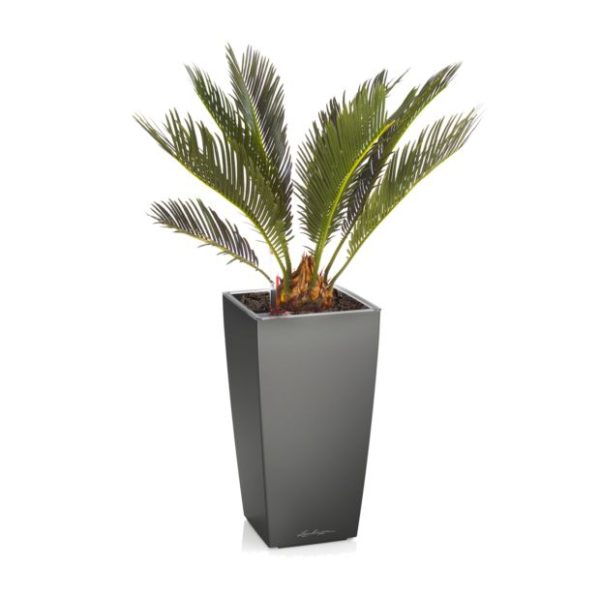 Cycas en pot anthracite Lechuza (H.45cm)