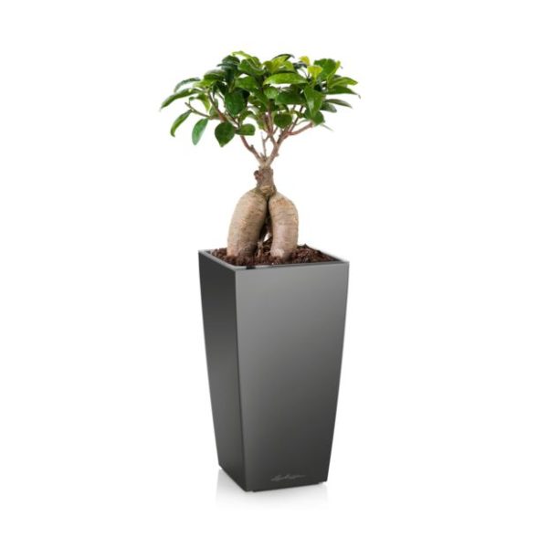 Ficus Ginseng en pot anthracite Lechuza (H.50cm)
