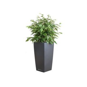 Ficus Kinky en pot anthracite Lechuza (H.50cm)