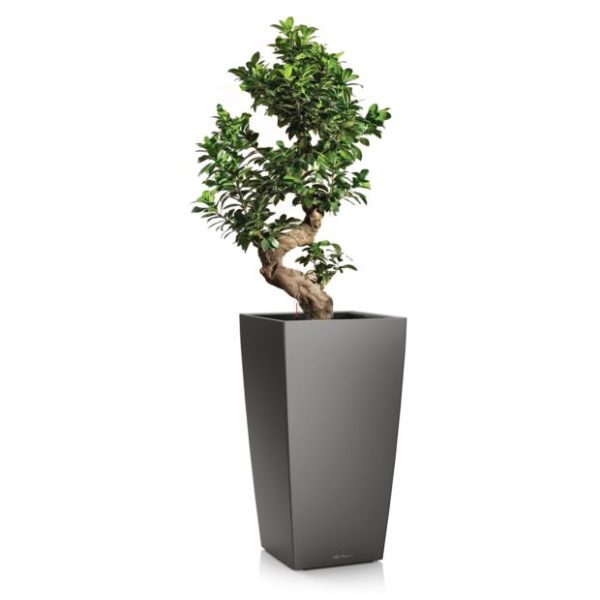 Ficus retusa en pot anthracite Lechuza (H.120cm)
