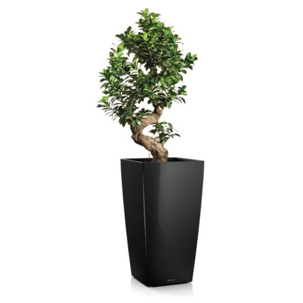 Ficus retusa en pot noir Lechuza (H.120cm)