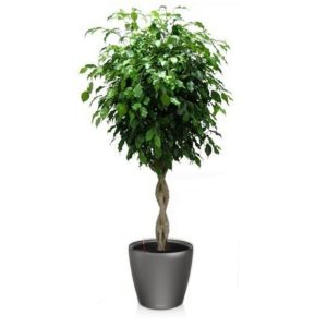 Ficus tressé en pot anthracite Lechuza (H.160cm)