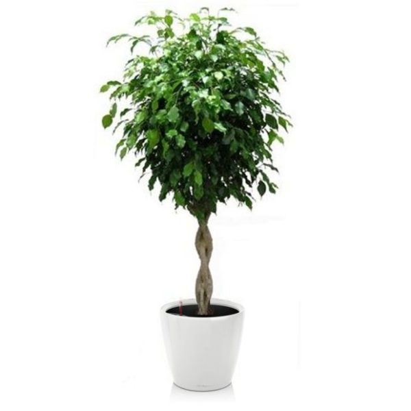 Ficus tressé en pot blanc Lechuza (H.160cm)