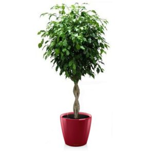 Ficus tressé en pot rouge Lechuza (H.160cm)
