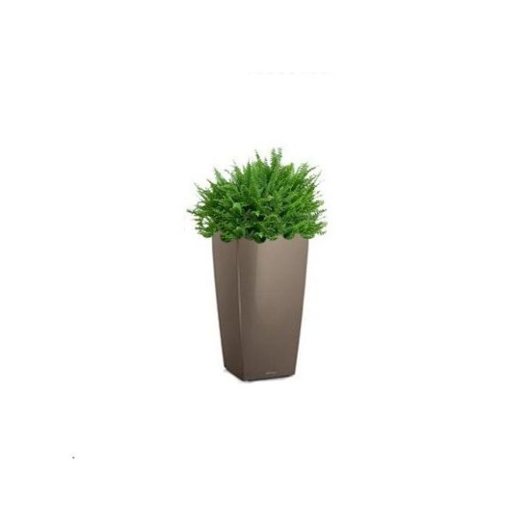 Fougère de Boston en pot muscade Lechuza (H.100cm)