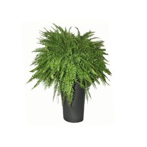 Fougère de Boston en pot anthracite Lechuza (H.100cm)