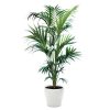 Kentia en pot blanc Lechuza (H.160cm)