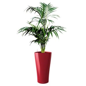 Kentia en pot rouge Lechuza (H.140cm)