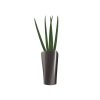 Sansevière en pot anthracite Lechuza (H.130cm)
