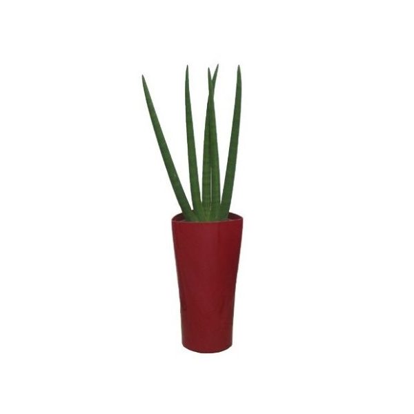 Sansevière en pot rouge Lechuza (H.130cm)
