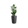 Zamioculcas en pot antracite Lechuza (H.55cm)