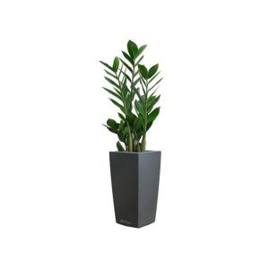 Zamioculcas en pot antracite Lechuza (H.55cm)