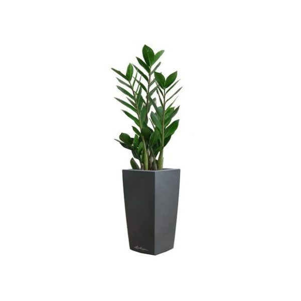 Zamioculcas en pot antracite Lechuza (H.55cm)