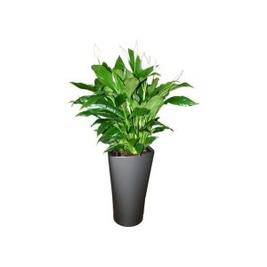 Spathiphyllum en pot anthracite Lechuza (H.120cm)