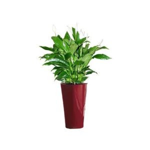 Spathiphyllum en pot rouge Lechuza (H.120cm)