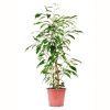 Ficus Twilight