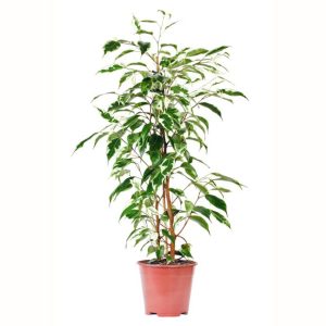 Ficus Twilight