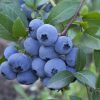 Myrtiller