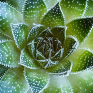 ALOE aristata