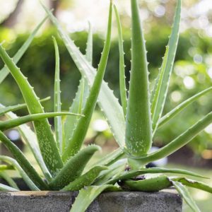 Aloe vera