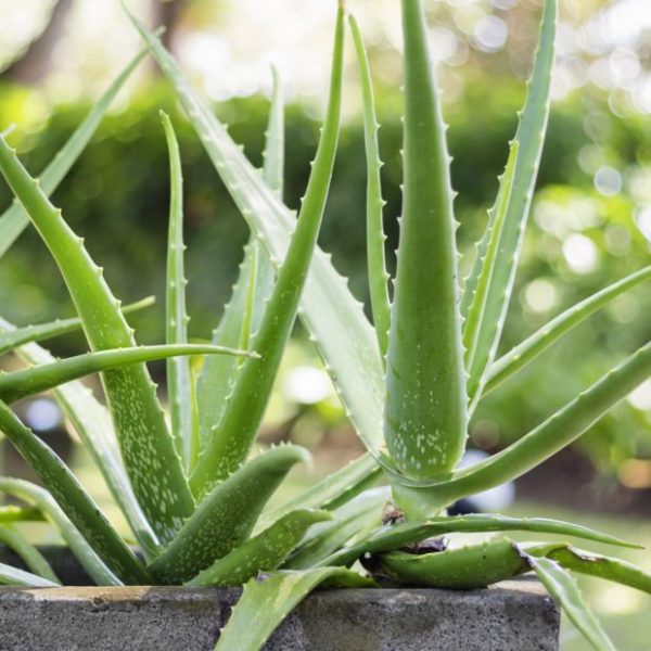 Aloe vera