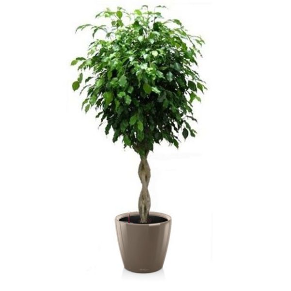 Ficus tressé en pot taupe Lechuza (H.160cm)