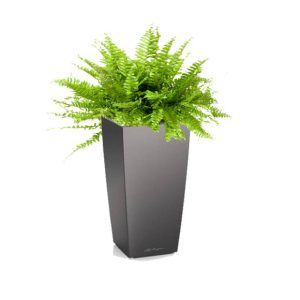 Fougère de Boston en pot anthracite Lechuza(H.100cm)