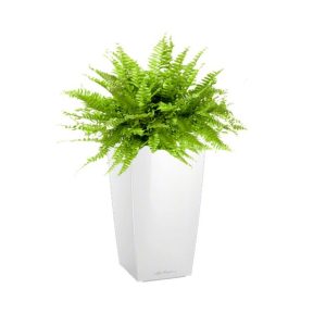 Fougère de Boston en pot blanc Lechuza(H.100cm)