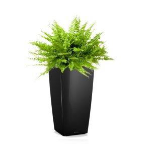 Fougère de Boston en pot noir Lechuza (H.100cm)