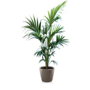 Kentia en pot taupe Lechuza (H.160cm)